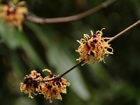 Hamamelis Strawberries and Cream 2016 01 23 9208